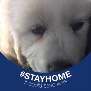 Meet your Posher, Sam